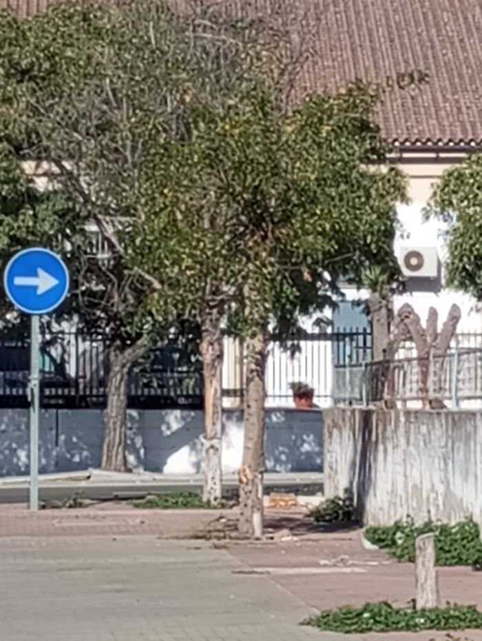 árboles Vía Herrería