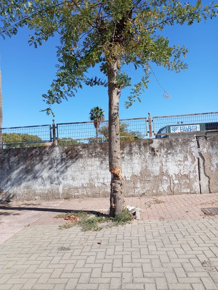árboles Vía Herrería