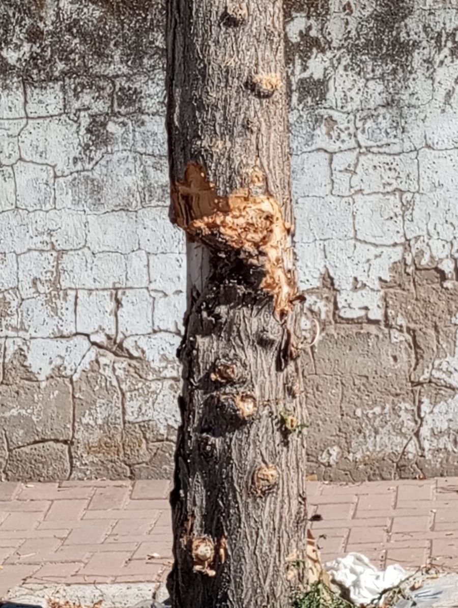 árboles Vía Herrería