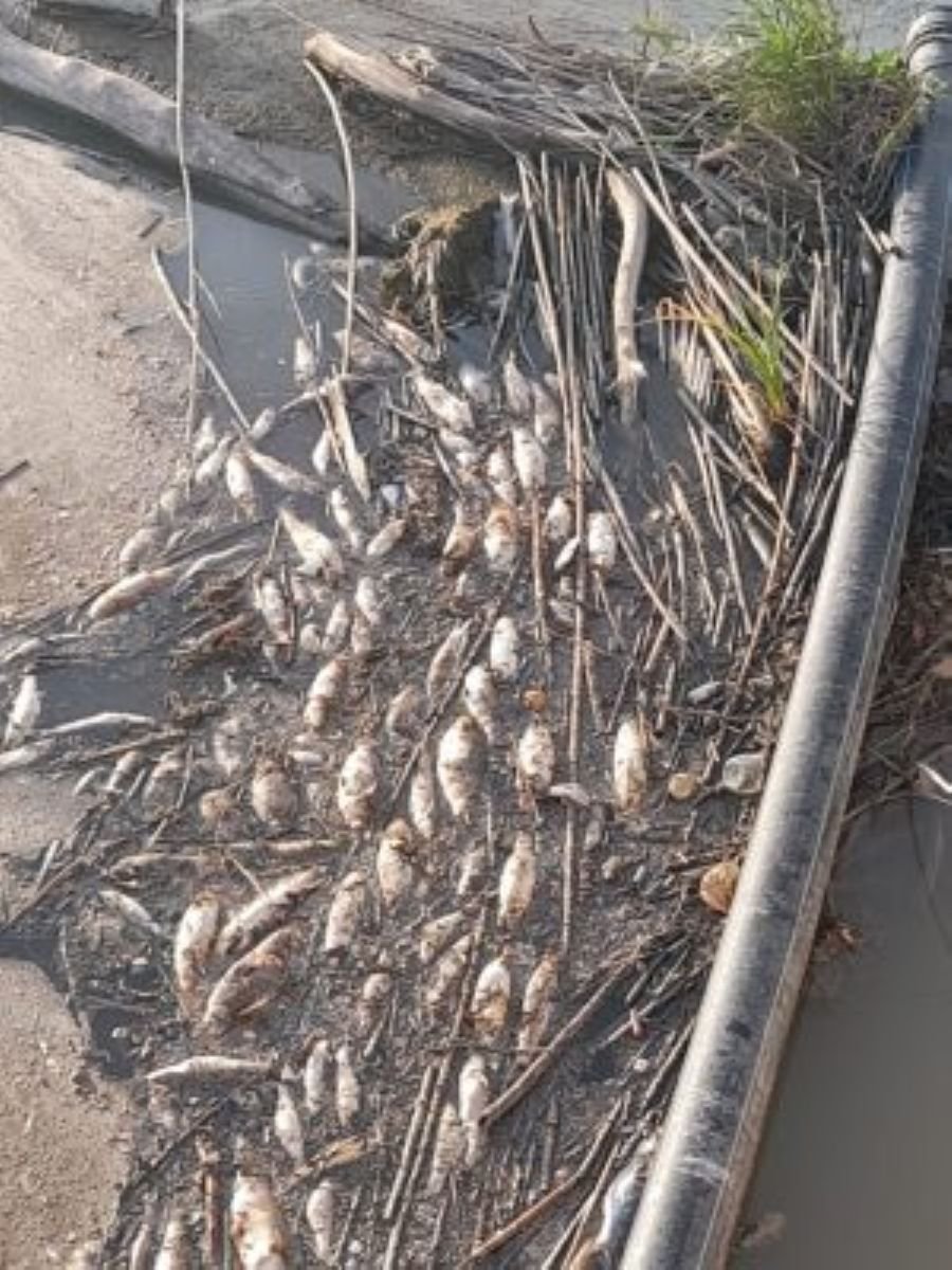¡ALERTA ROJA! La calidad del agua de riego procedente del Guadalete arruina cosechas y amenaza la salud