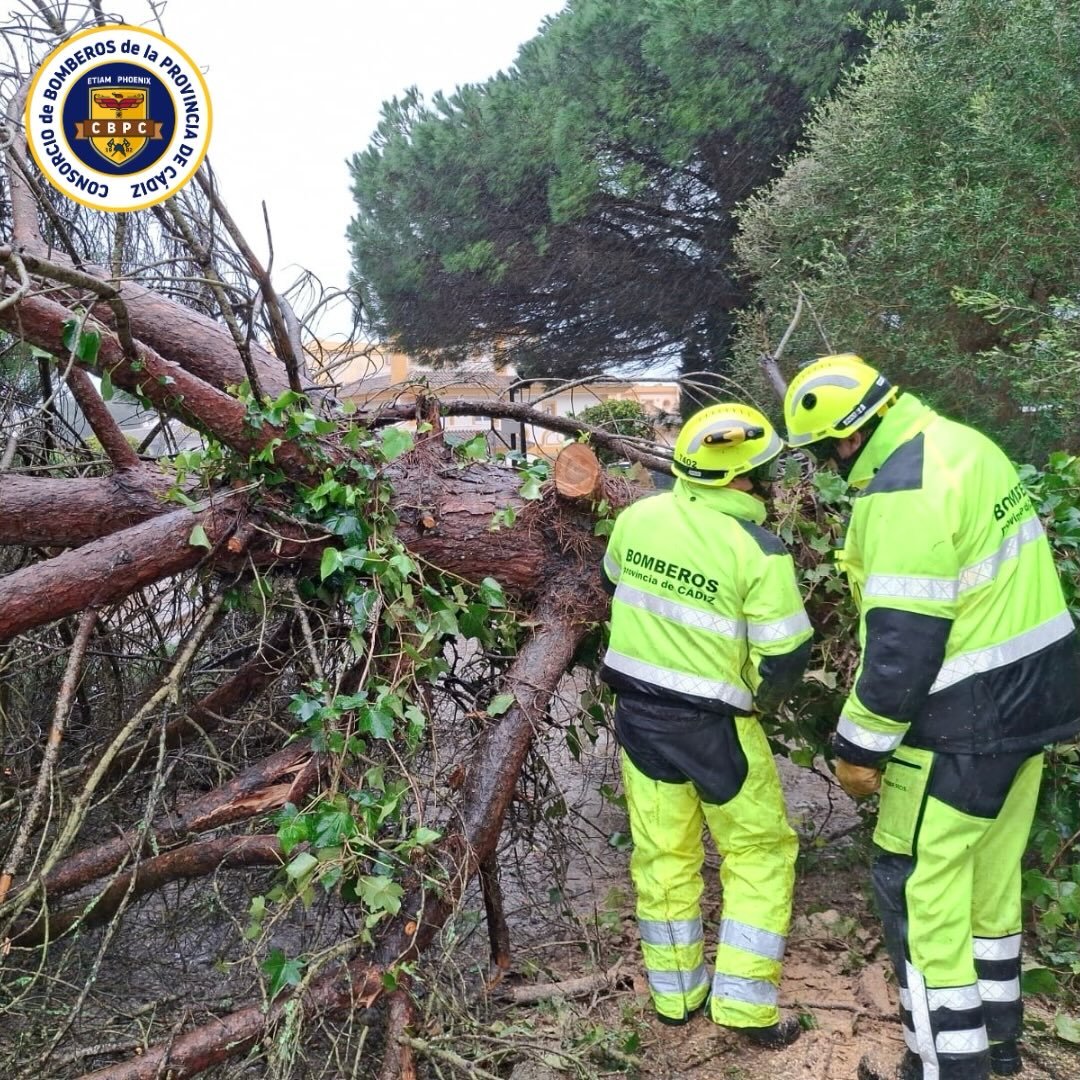 Bomberos de Cádiz trabajando en la retirada de un gran árbol caído sobre la calzada y cableado eléctrico en Jerez debido a los fuertes vientos de la borrasca Kristin.