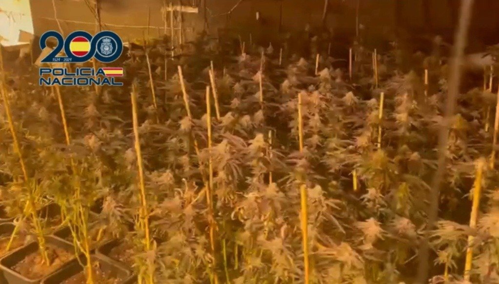 Plantación industrial de marihuana con más de 600 plantas de gran altura en una nave de Jerez de la Frontera desmantelada por la Policía Nacional.