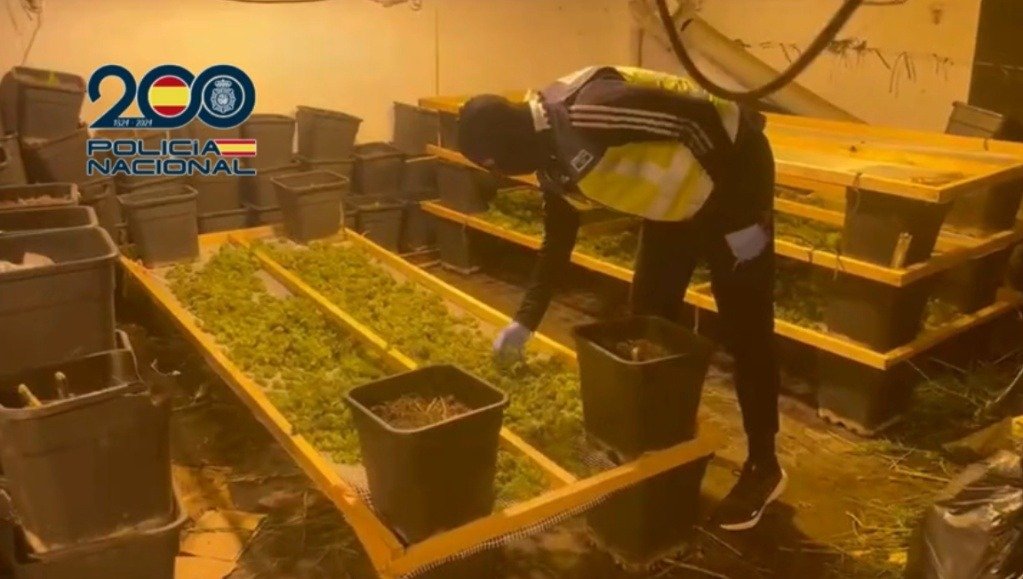 Agente de la Policía Nacional con chaleco reflectante inspeccionando cogollos de marihuana en bandejas de secado industrial en un polígono de Jerez.