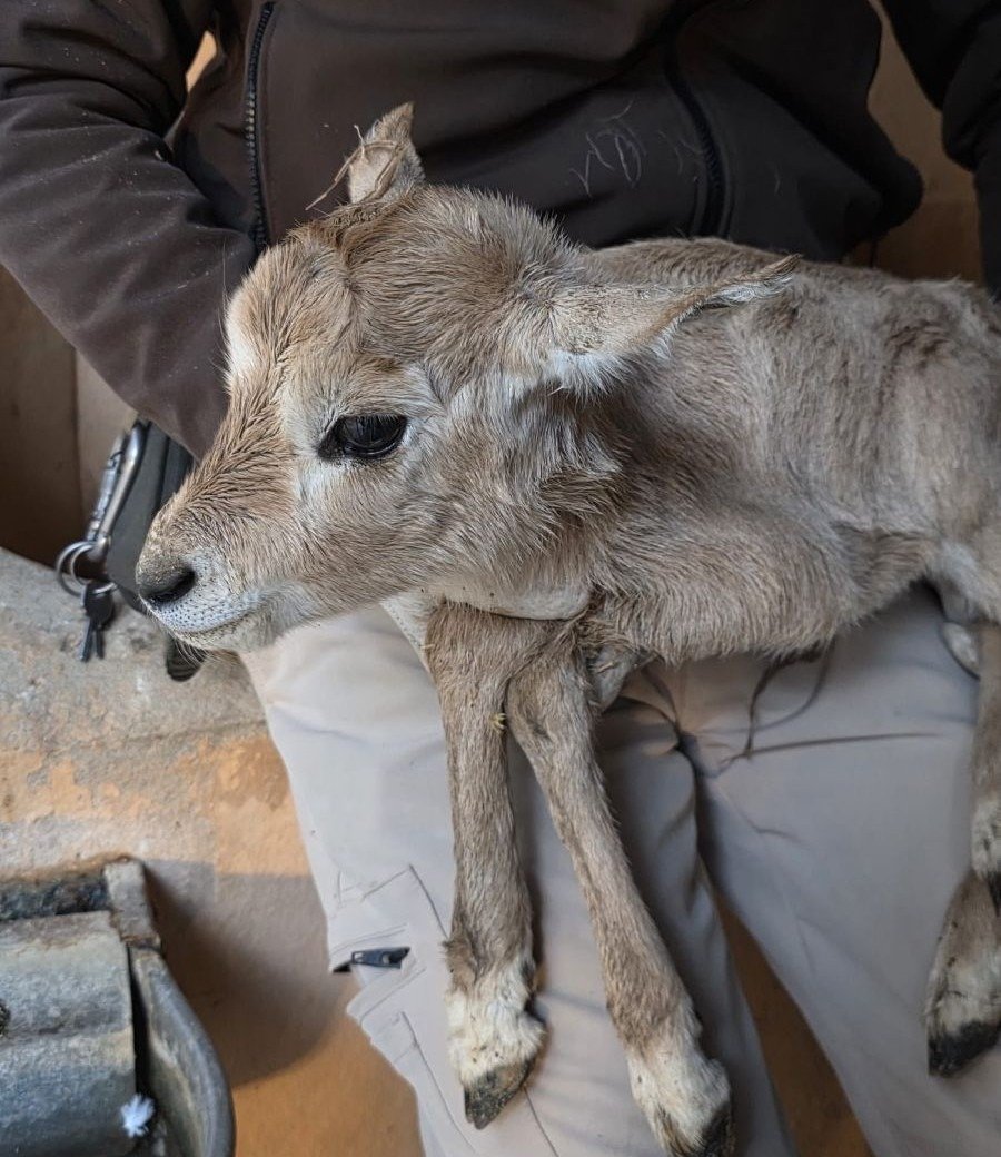 Visitar el Zoobotánico Jerez: descubre al Oryx de Arabia y la nueva vida salvaje