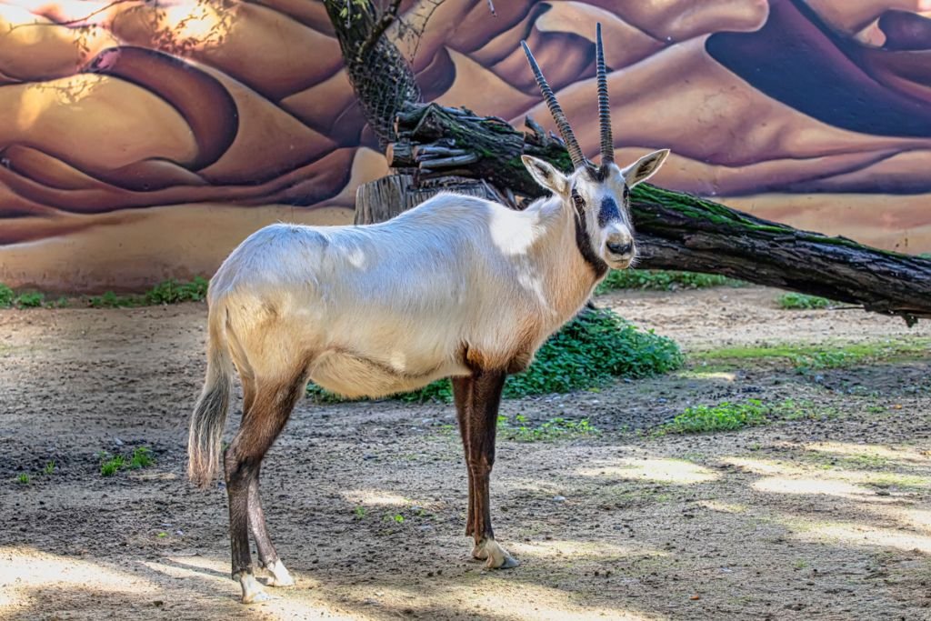 Oryx de Arabia adulto de pelaje blanco y patas oscuras posando en el Zoobotánico de Jerez, con sus largos cuernos rectos y marcas faciales características frente a un mural de dunas.