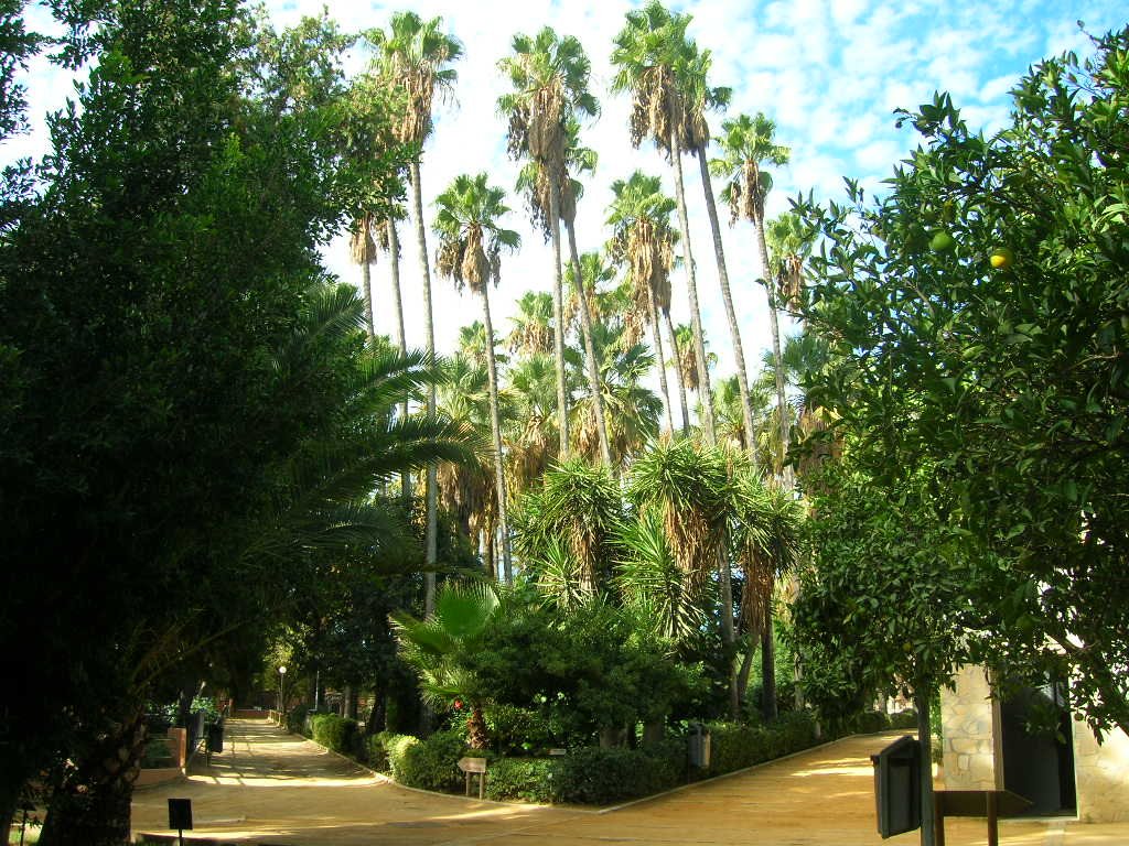 Senderos arbolados y altas palmeras en el jardín botánico del Zoobotánico de Jerez, destacando la exuberante vegetación y el cielo despejado para el turismo familiar.