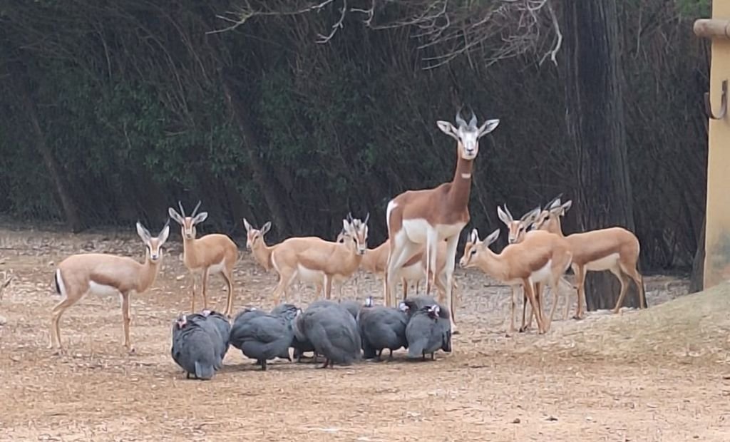 Grupo de gacelas y aves en su recinto del Zoobotánico de Jerez, mostrando la biodiversidad y actividades de turismo familiar en la naturaleza.