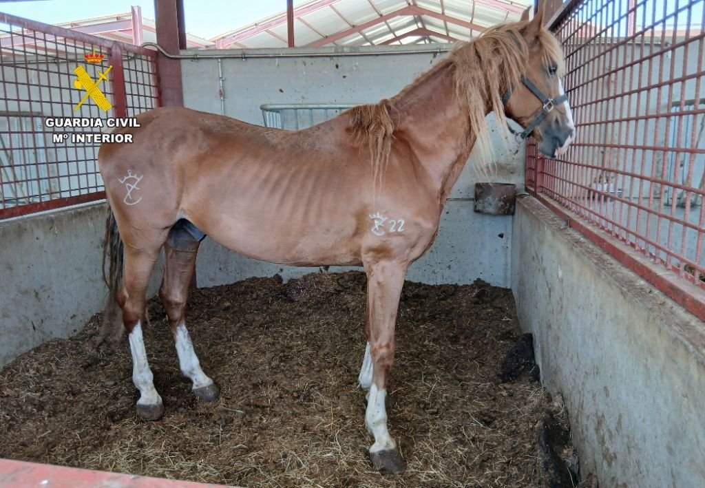 Caballo con signos evidentes de desnutrición extrema rescatado por la Guardia Civil en Zaragoza.