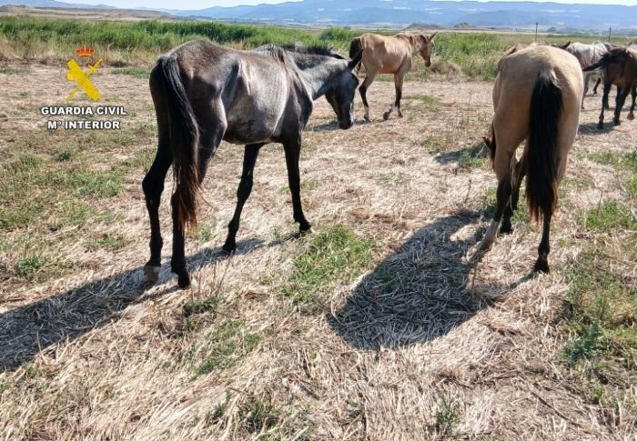 Grupo de caballos con signos visibles de abandono y desnutrición en un campo seco durante la intervención policial.