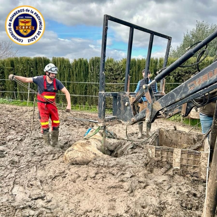 El heroico rescate de un caballo en Jimena: lecciones de vida y seguridad animal