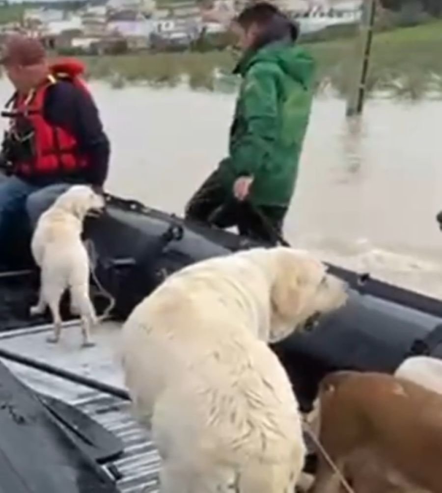 Agentes de la Guardia Civil rescatando a tres perros en una balsa durante el rescate de la Guardia Civil en Jerez y Grazalema por inundaciones.