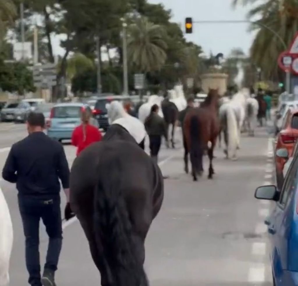 Grupo de caballos de la Real Escuela caminando por una avenida de Jerez durante el traslado al Depósito de Sementales, escoltados por personal de la institución y rodeados de tráfico urbano.