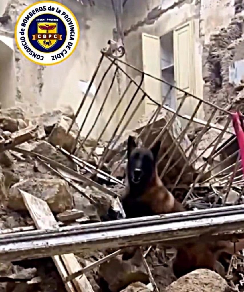Perro de rescate de la Unidad Canina del Consorcio de Bomberos en Jerez localizando supervivientes entre los escombros de la calle Las Naranjas.
