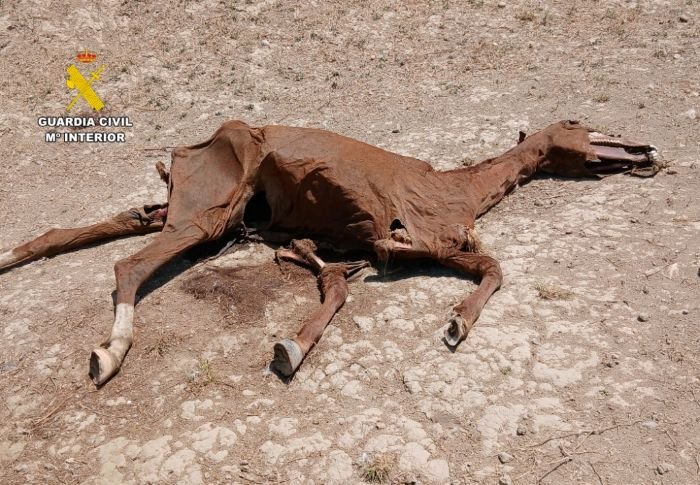 Restos de una yegua fallecida por desnutrición y falta de agua en una finca de Zaragoza investigada por la Guardia Civil.