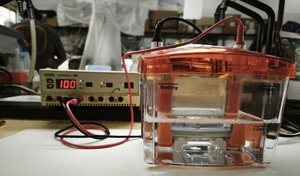 Los beneficios del aceite de oliva frente a la artritis: un hallazgo clave en Andalucía