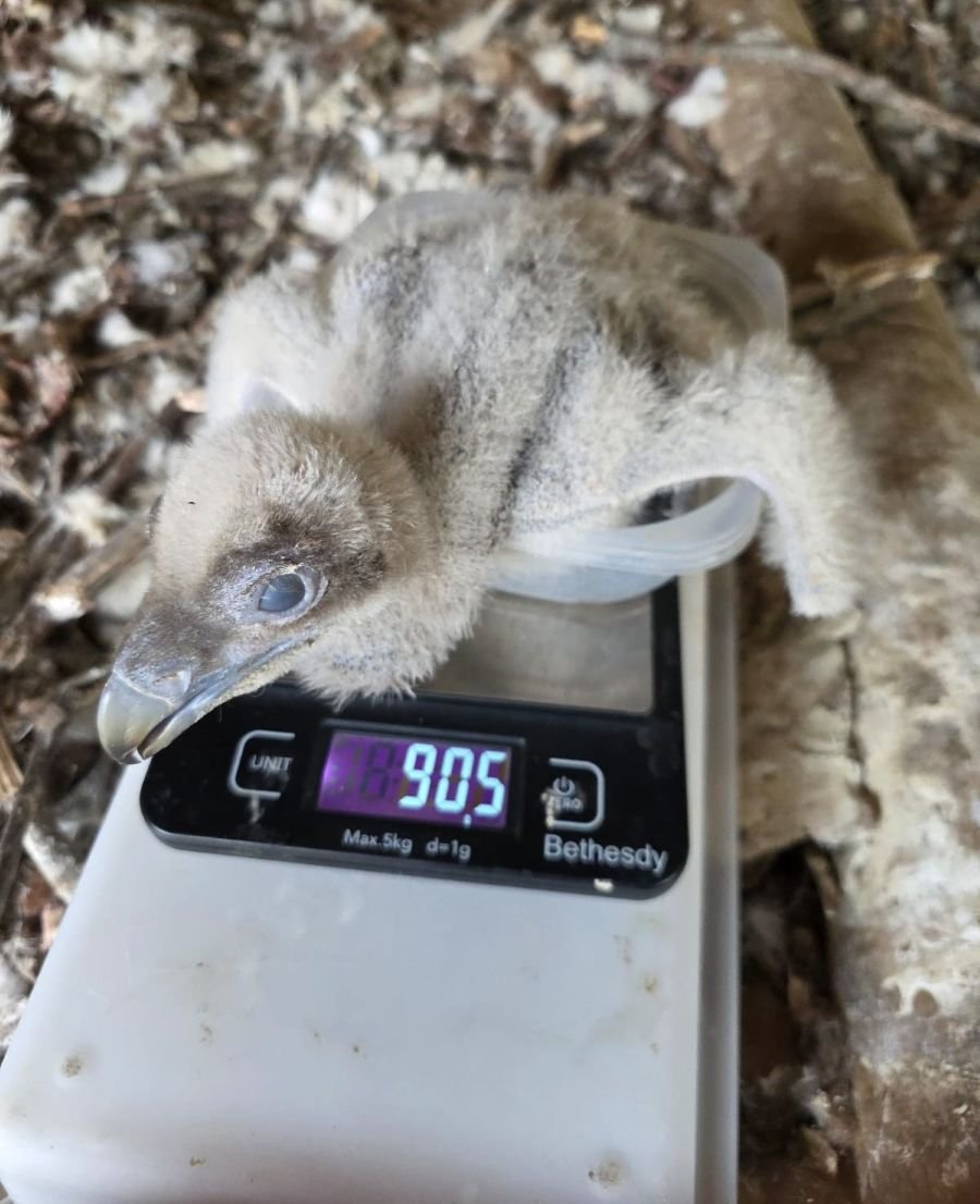 Segundo nacimiento de quebrantahuesos en el Zoobotánico de Jerez