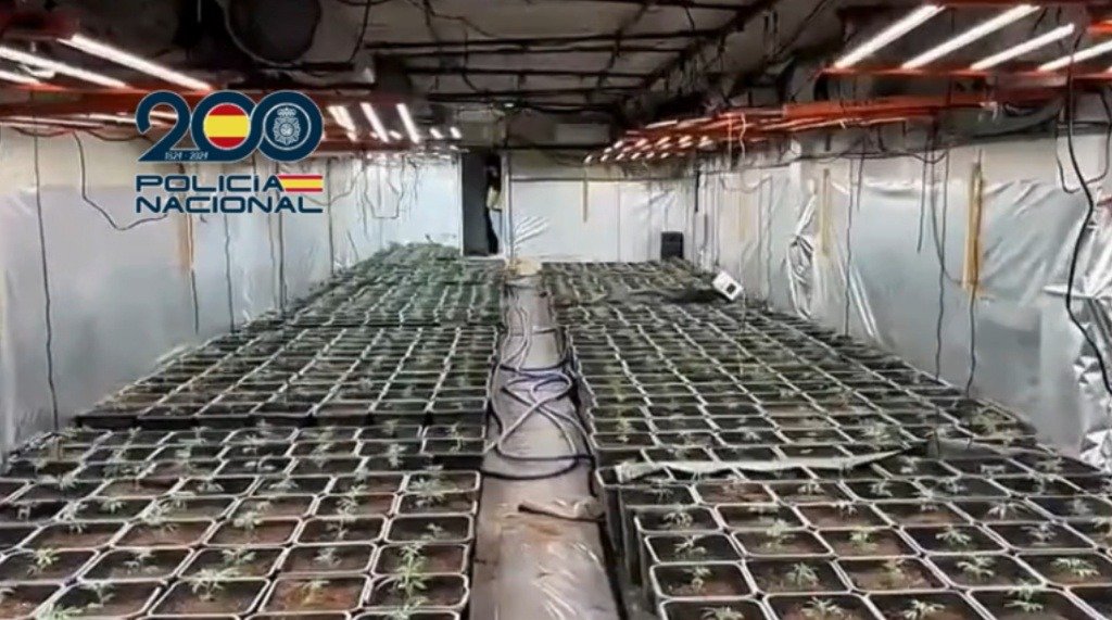 Golpe al narcotráfico cerca de Jerez: La Policía Nacional de Sanlúcar interviene más de 2.000 plantas de marihuana