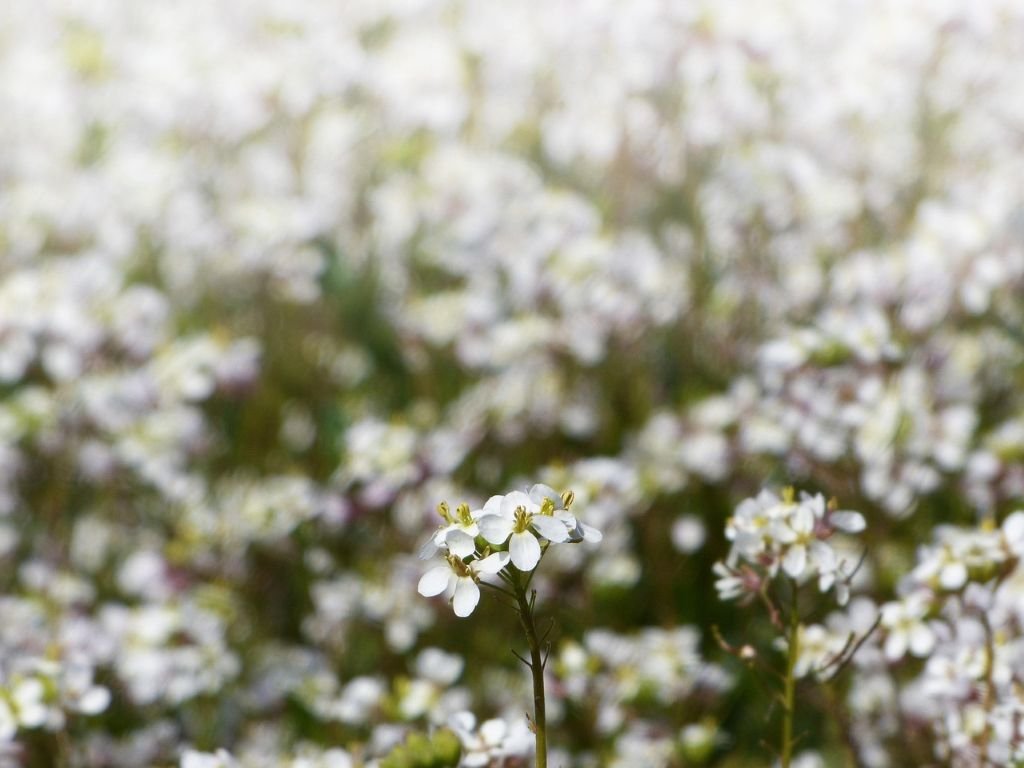 El manto blanco que custodia nuestros campos: la verdad sobre el jaramago en Jerez