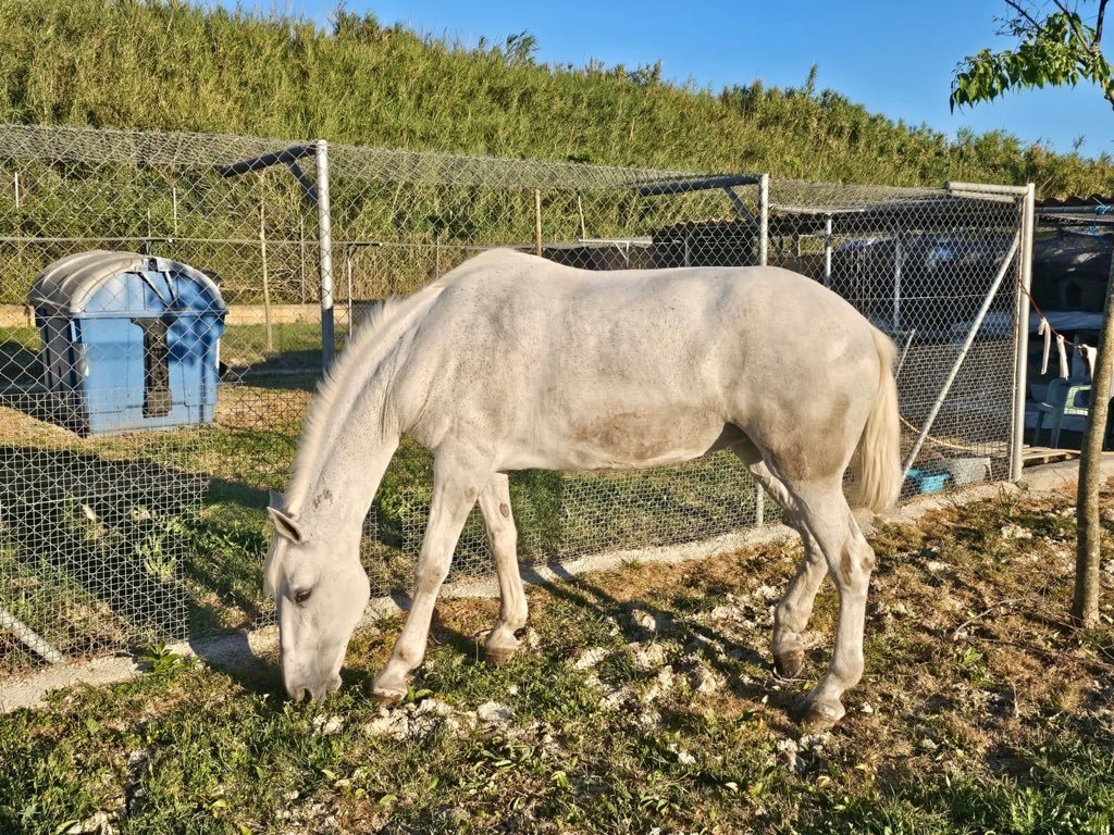 La yegua Rociera se recupera bajo cuidados profesionales tras el incidente en Jerez