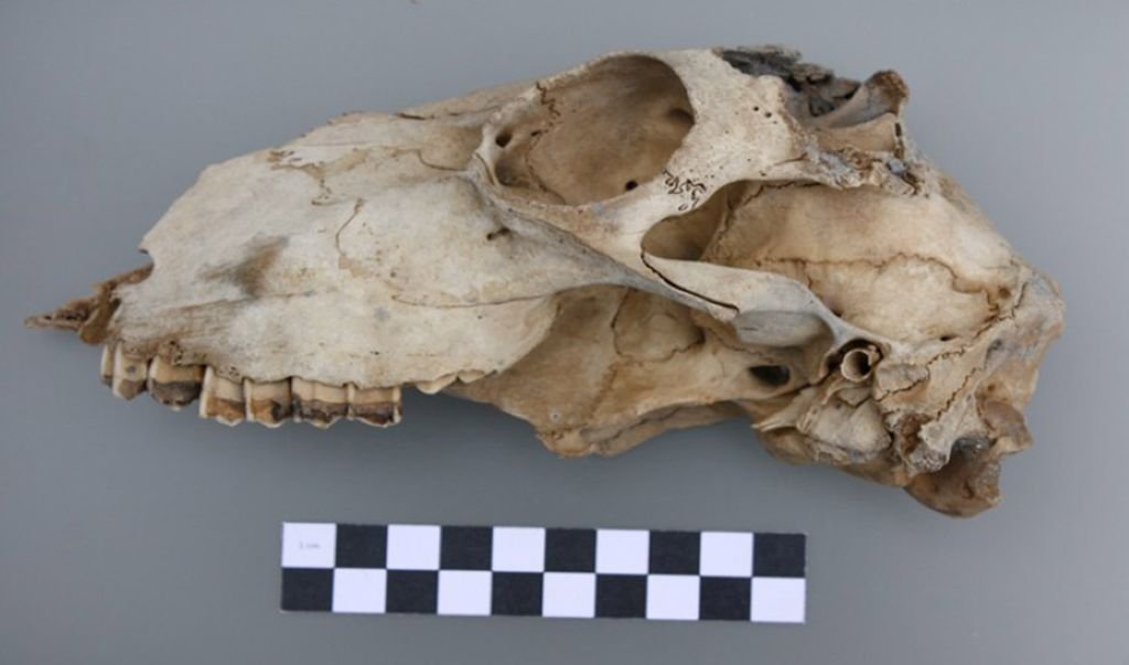 El oscuro secreto del pecio Delta II en la Bahía de Cádiz