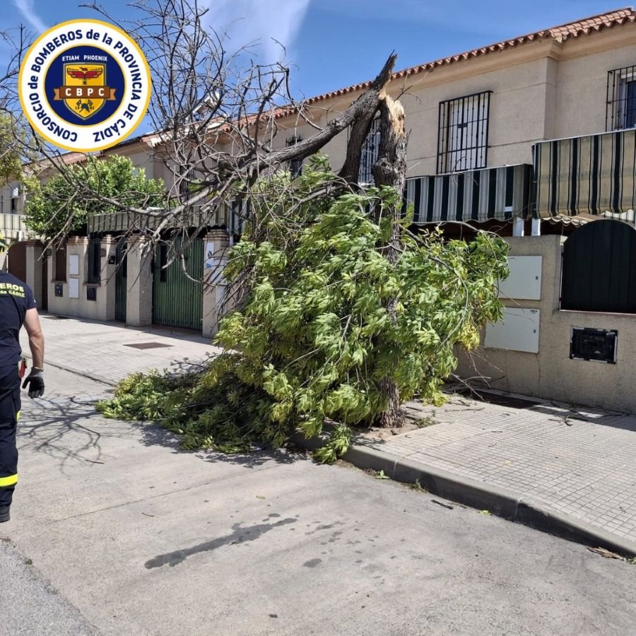 Árbol partido por la mitad bloqueando la acera frente a unas viviendas unifamiliares con un bombero aproximándose en Jerez.