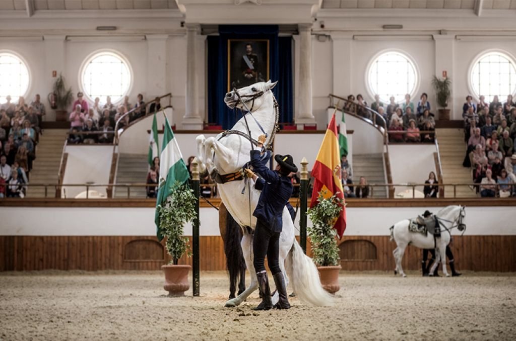 Caballo andaluz tordo realizando una corveta durante el espectáculo Cómo bailan los caballos andaluces en el picadero de la Real Escuela de Jerez.