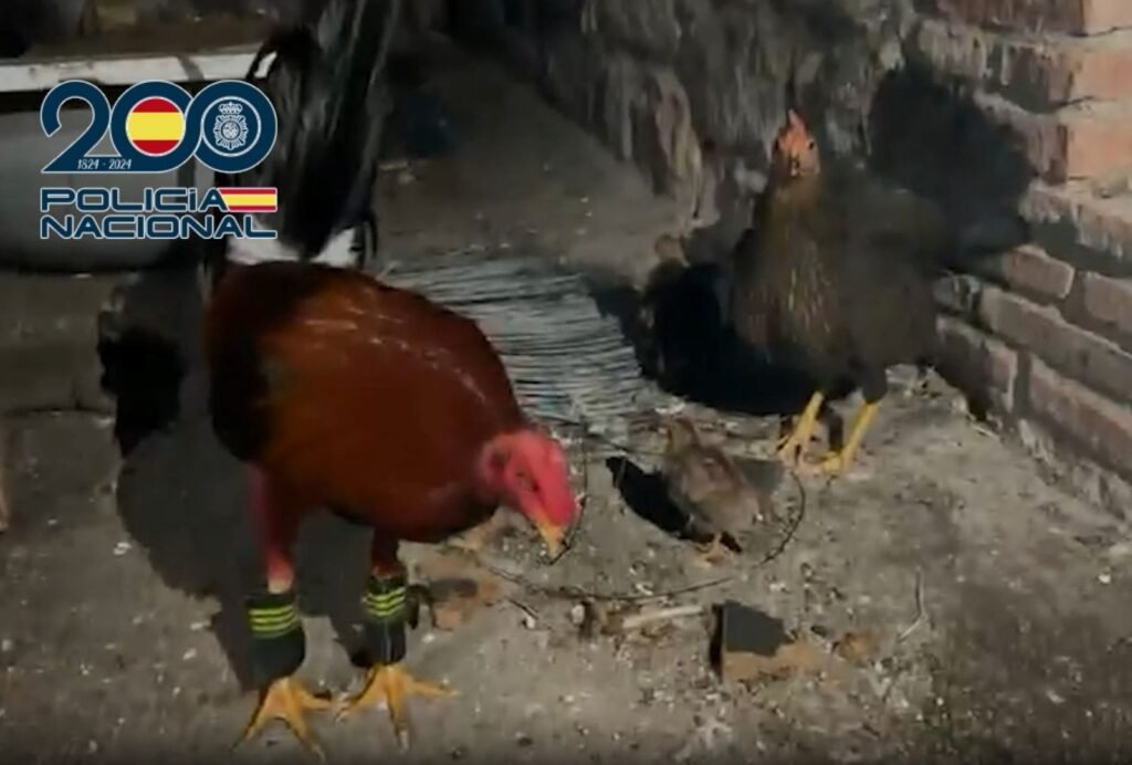 Varios gallos de pelea e instalaciones rudimentarias localizadas en uno de los registros domiciliarios del grupo criminal.