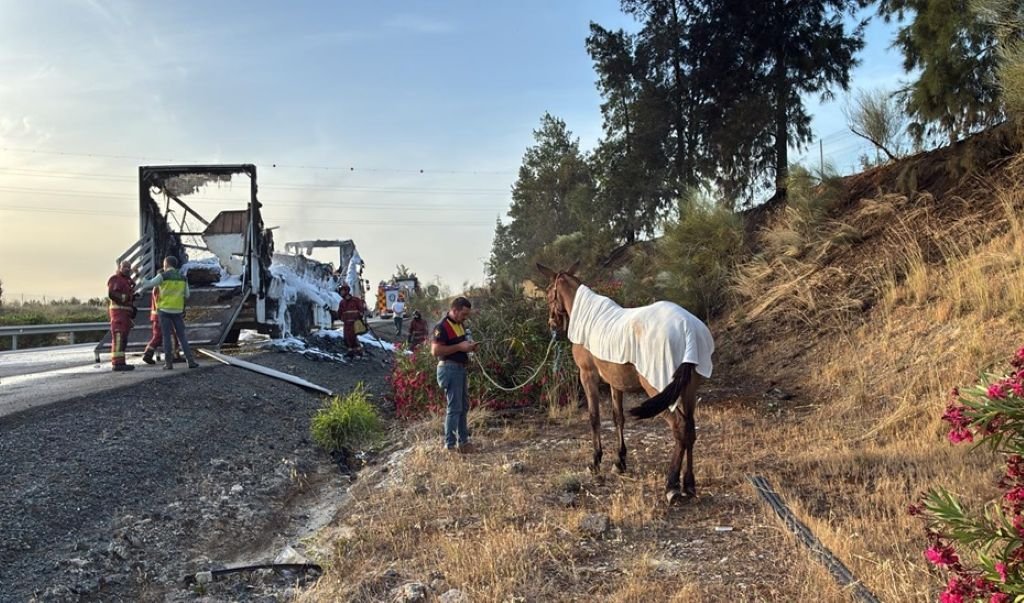 Tragedia en el Plan Romero: mueren ocho mulos en la carretera de Almonte