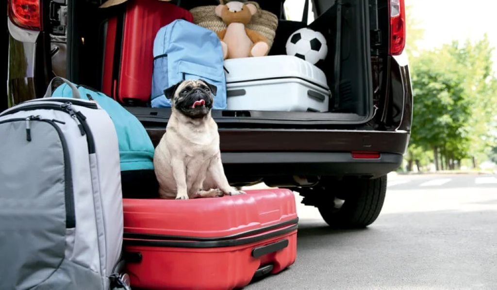 Cómo llevar mascotas en el coche: Normas y sistemas de seguridad de la DGT