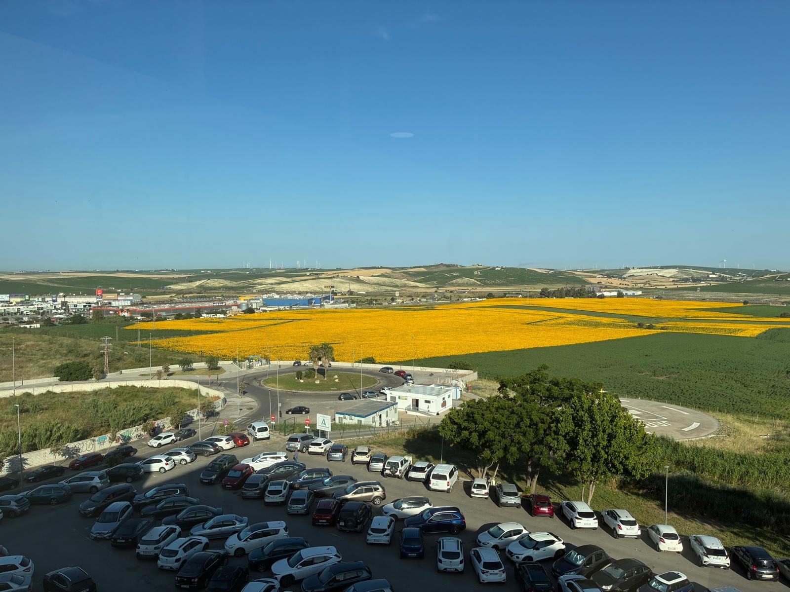 Entrevista exclusiva: El impacto de los campos de girasoles en Jerez