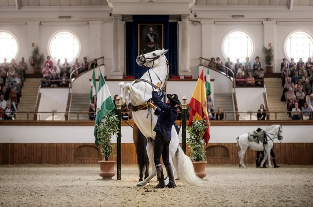 Jinete con traje de gala dirigiendo a un caballo tordo de pura raza española que realiza una cabriola apoyado sobre sus patas traseras, durante el espectáculo Cómo bailan los caballos andaluces en el picadero cubierto de la Real Escuela Andaluza del Arte Ecuestre con público en las gradas.