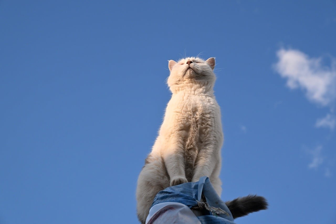Gato blanco sentado en una zona elevada mirando hacia el cielo azul despejado con los ojos cerrados bajo la luz del sol.