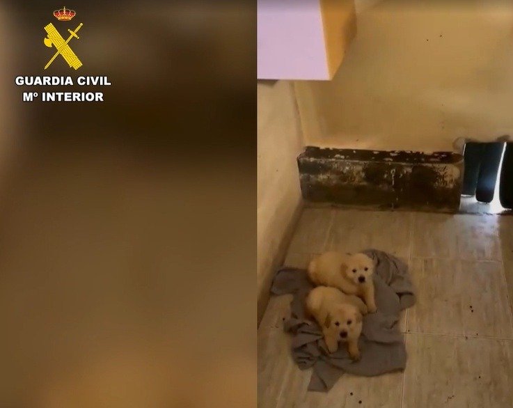 ¿Cómo operaba la red de venta de cachorros y maltrato detectada en Ávila?