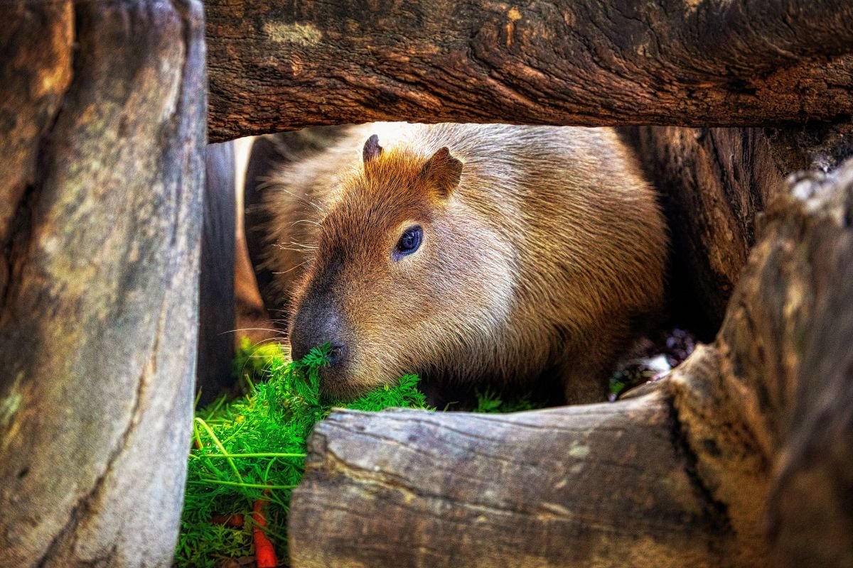 Un capibara asoma la cabeza entre gruesos troncos de madera mientras come hierbas verdes frescas y zanahorias en su recinto del Zoobotánico Jerez.