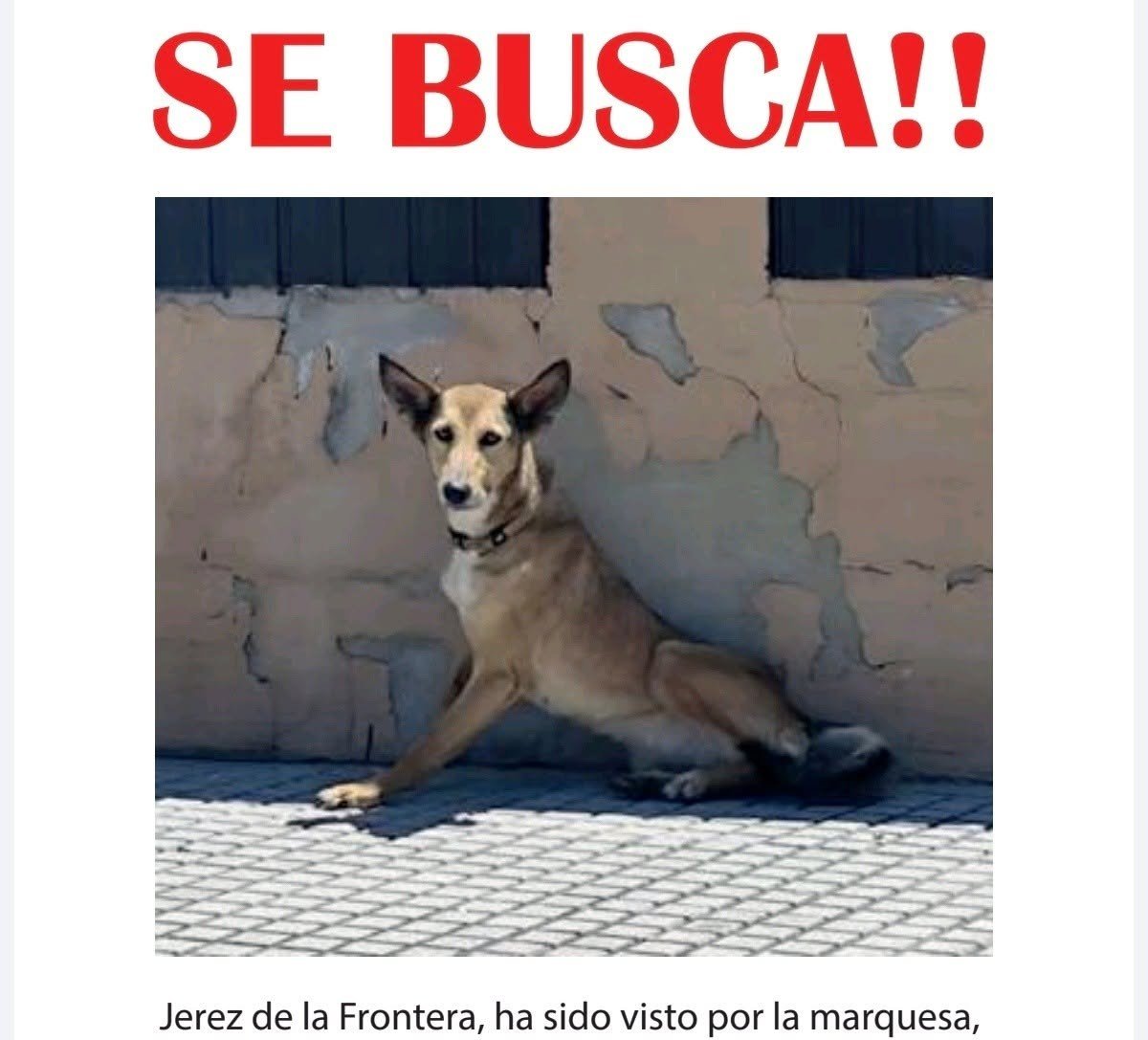 Cartel de búsqueda de un perro perdido en Jerez de la Frontera. En la foto aparece un perro de tamaño mediano, pelaje color canela con hocico y orejas oscuras, tumbado sobre una acera junto a una pared. En la parte superior destaca el texto "SE BUSCA!!" en letras rojas grandes.
