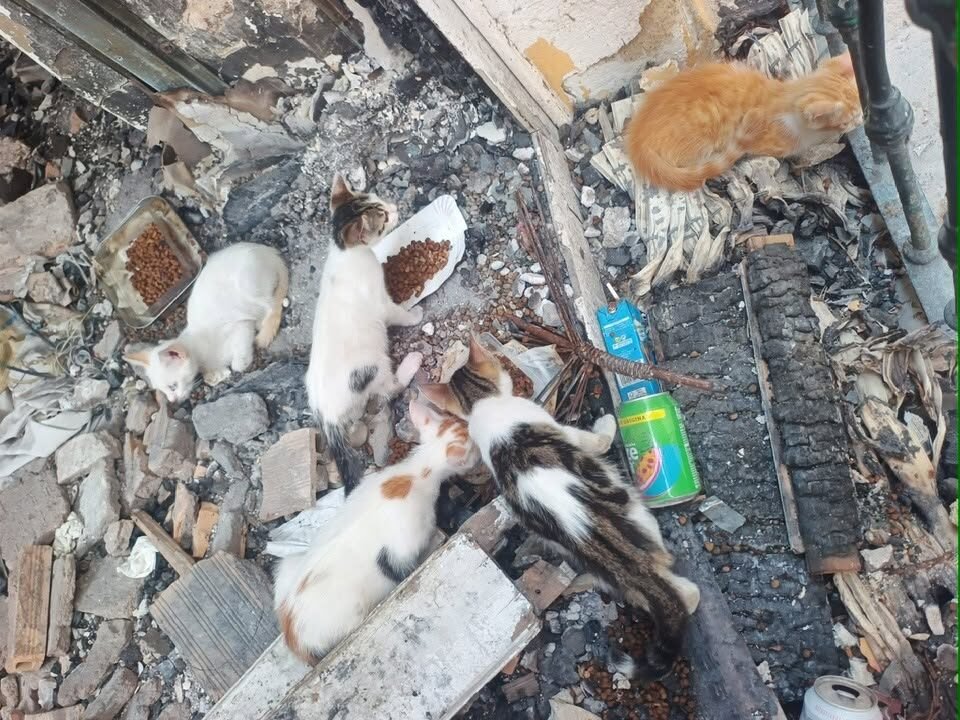 Varios gatitos de diferentes colores, incluyendo blanco, calicó, tabby y naranja, comen de recipientes de comida en un entorno desordenado lleno de escombros de construcción y madera quemada.