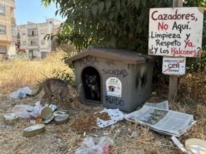 Colonias felinas en Jerez: las sombras de un plan polémico
