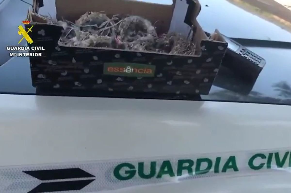 El indignante hallazgo dentro de un maletero que moviliza al SEPRONA