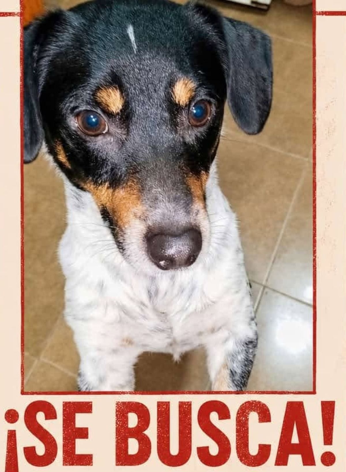 Primer plano detallado de la cara de un perro mestizo de bodeguero extraviado. El animal mira fijamente hacia arriba con ojos marrones expresivos. Destacan sus cejas de color fuego, su cabeza negra con una pequeña línea blanca vertical en la frente, y su pecho de pelaje blanco densamente moteado con manchas negras. En el borde inferior se aprecia parcialmente la cabecera de un cartel rojo con el texto "¡SE BUSCA!".