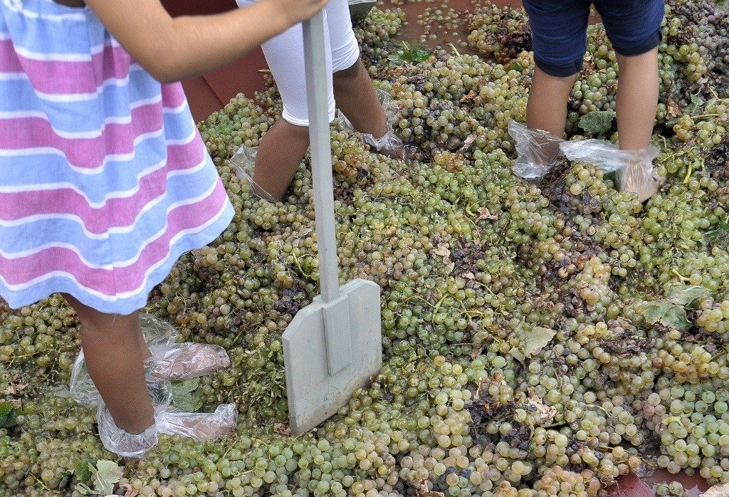 Niños participando en la Pisa de la Uva infantil de Jerez pisando uvas en un lagar con calzado protector de plástico.
