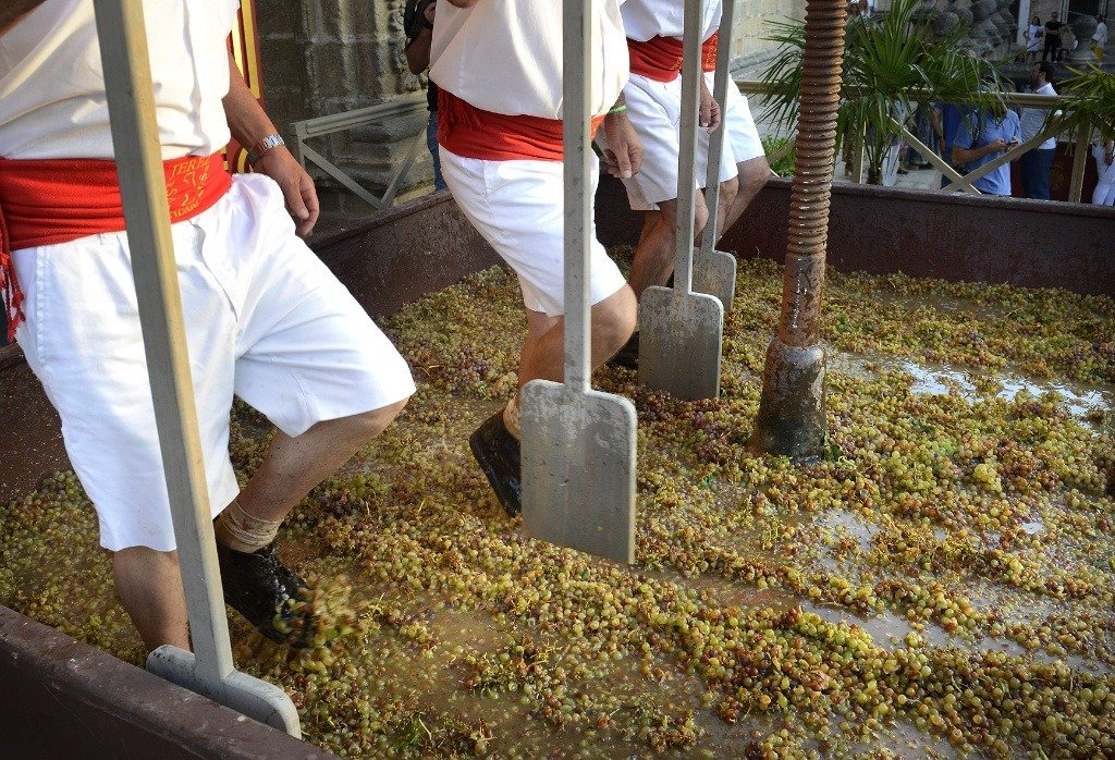Pisadores de uva en blanco y tinto con faja roja sobre el lagar lleno de uvas durante la Pisa de la Uva en Jerez.