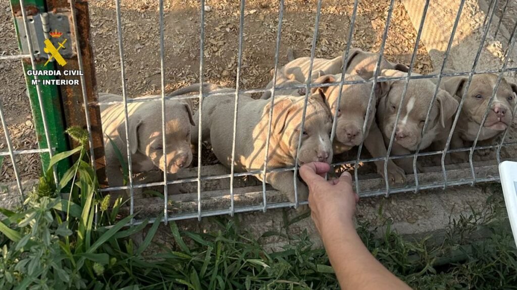 Cachorros en el criadero investigado en la Operación Goscan de la Guardia Civil.