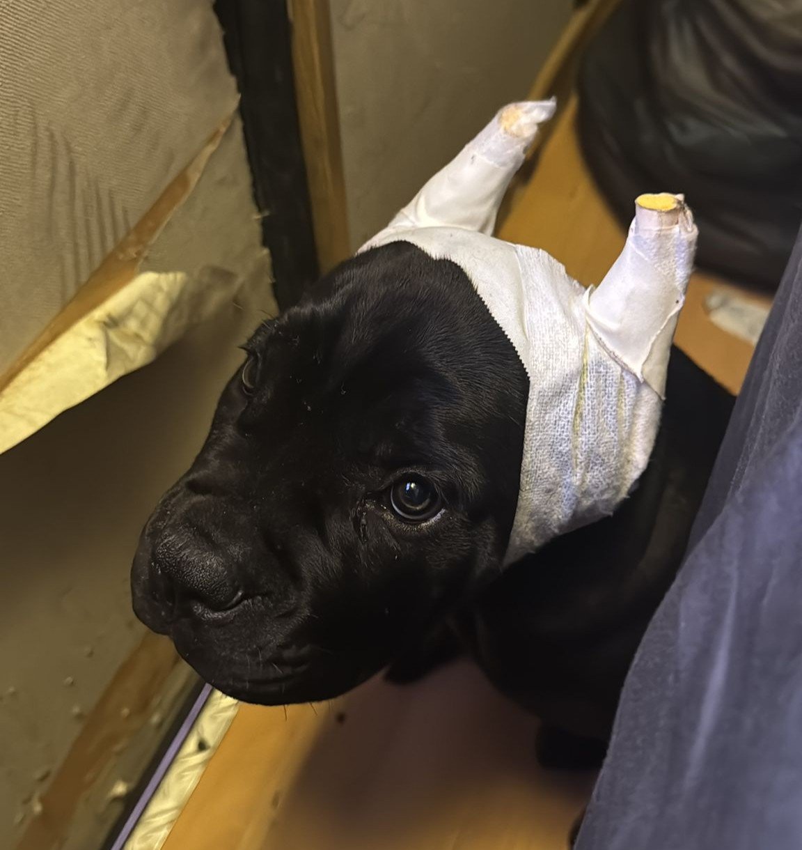 Perro con vendajes en las orejas tras sufrir amputaciones ilegales en la Operación Goscan.