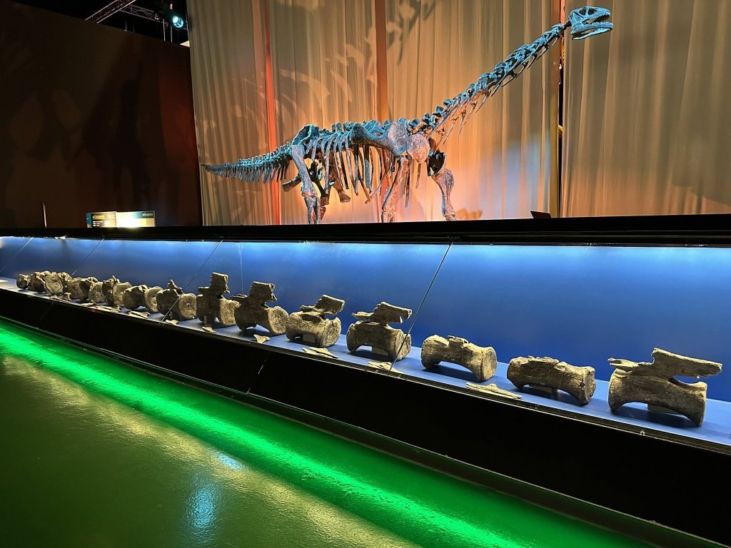 Fotografía en el Museo Aragonés de Paleontología de Dinópolis que muestra, en primer plano, una vitrina con la serie original de 14 vértebras caudales fósiles de Diplodocus sp. Al fondo, a la derecha, se observa una réplica montada del esqueleto completo de un Diplodocus.