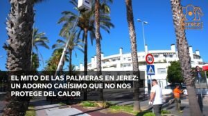 El mito de las palmeras en Jerez: un adorno carísimo que no nos protege del calor