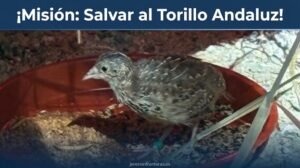 El torillo andaluz regresa del abismo: Jerez lidera la salvación de una de las aves más amenazadas del planeta