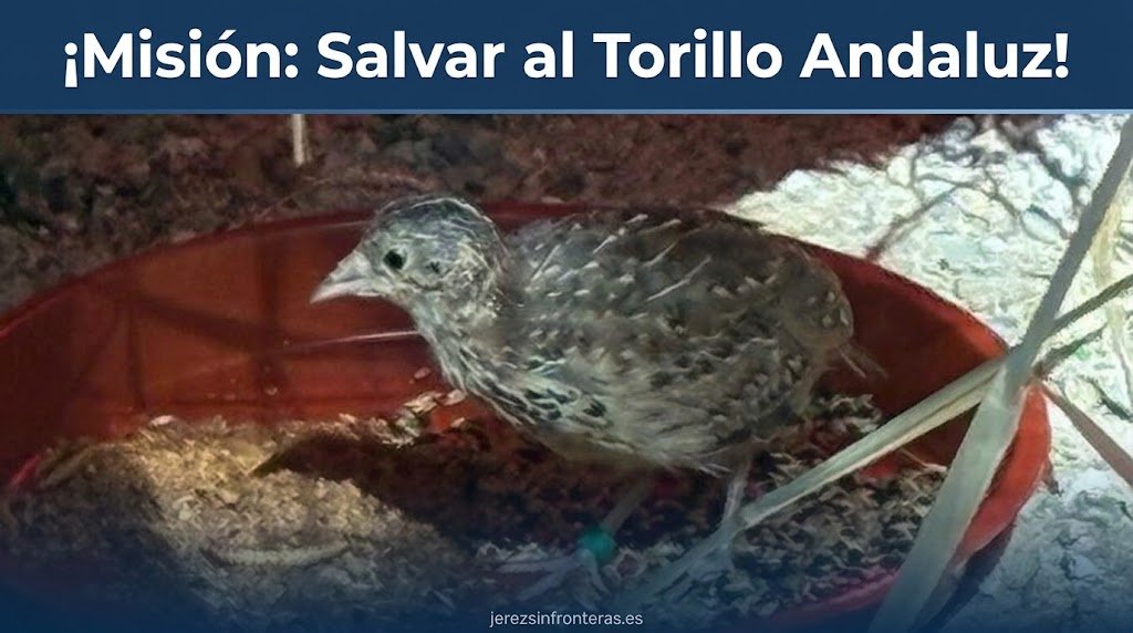 El torillo andaluz regresa del abismo: Jerez lidera la salvación de una de las aves más amenazadas del planeta