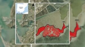 La Bahía de Cádiz pierde sus marismas: un estudio de la UCA revela seis décadas de erosión y retroceso imparable
